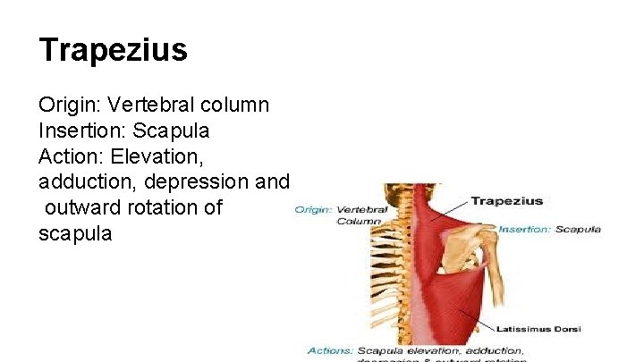 Trapezius Origin: Vertebral column Insertion: Scapula Action: Elevation, adduction, depression and outward rotation of