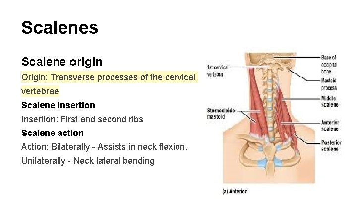 Scalenes Scalene origin Origin: Transverse processes of the cervical vertebrae Scalene insertion Insertion: First