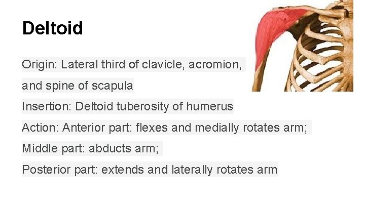 Deltoid Origin: Lateral third of clavicle, acromion, and spine of scapula Insertion: Deltoid tuberosity