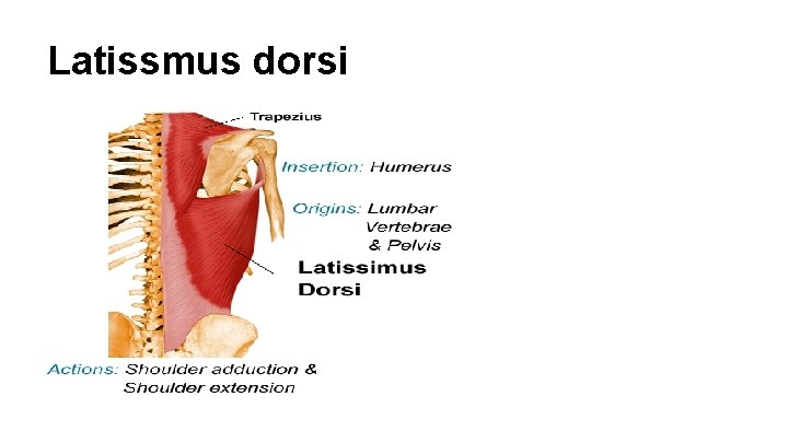 Latissmus dorsi 