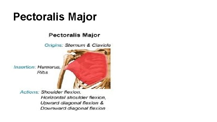 Pectoralis Major 