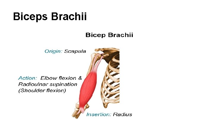 Biceps Brachii 