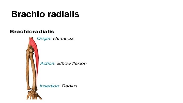 Brachio radialis 