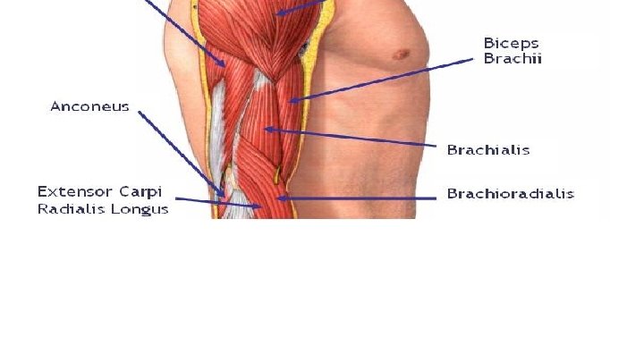 Brachialis 