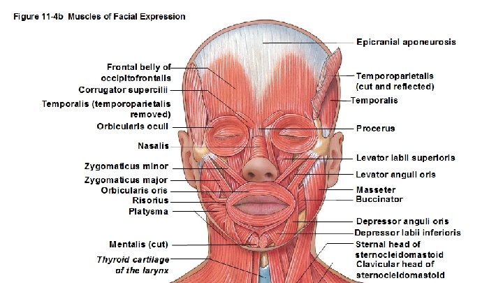 Muscles of the facial expression Occipitofrontalis Orbicularis oculi Auricularis Zygomaticus 