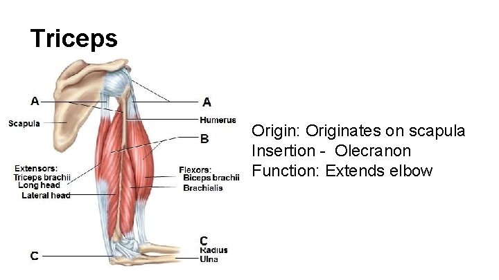 Triceps Originates on scapula Inserts on olecranon Origin: Originates on scapula Insertion - Olecranon