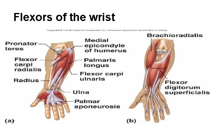 Flexors of the wrist 