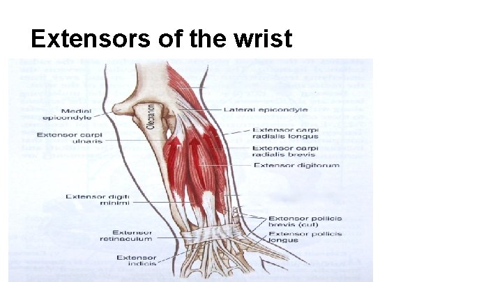 Extensors of the wrist 