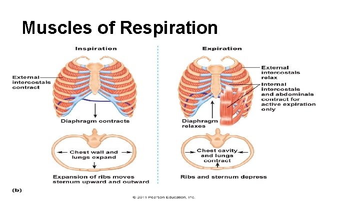 Muscles of Respiration 