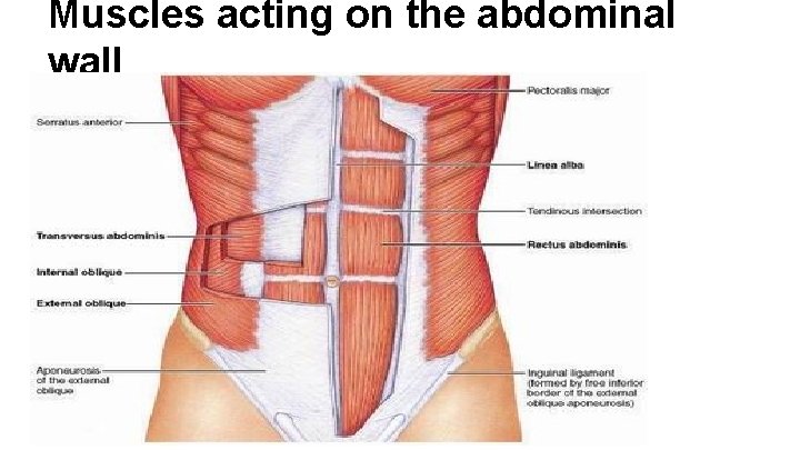 Muscles acting on the abdominal wall 