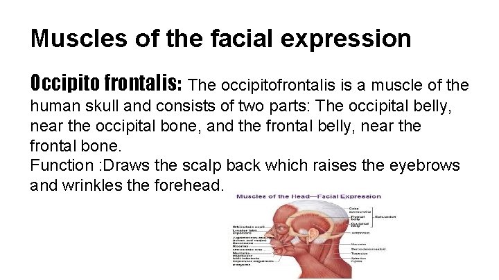 Muscles of the facial expression Occipito frontalis: The occipitofrontalis is a muscle of the