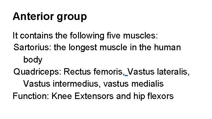 Anterior group It contains the following five muscles: Sartorius: the longest muscle in the