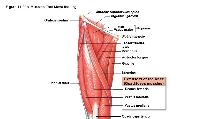 Anterior group of muscles Iliopsoas group: Which consists of the psoas major and iliacus