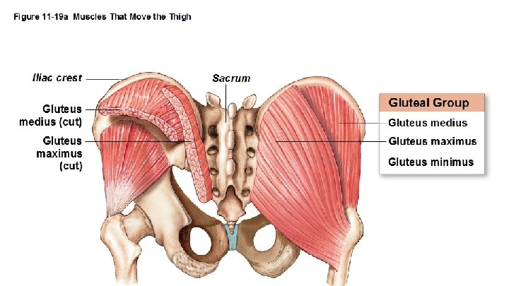 Gluteal Muscles Gluteus maximus: Largest, most posterior gluteal muscle Produces extension and lateral rotation