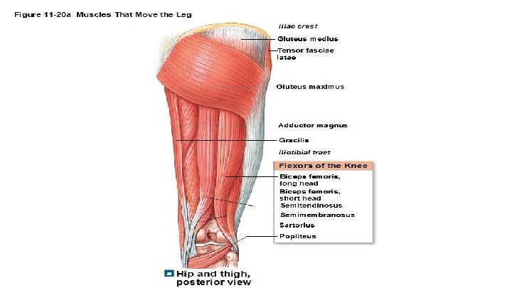 Posterior thigh 