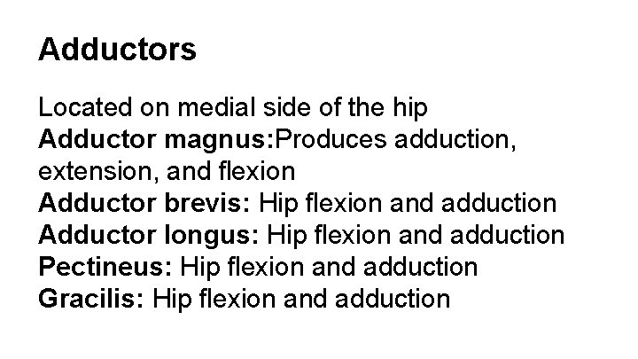 Adductors Located on medial side of the hip Adductor magnus: Produces adduction, extension, and