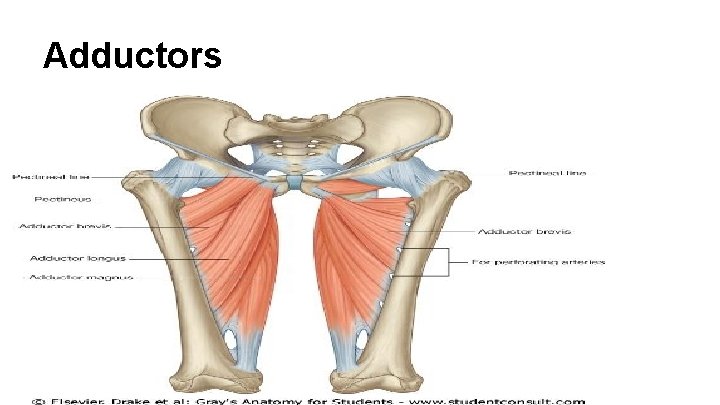 Adductors 