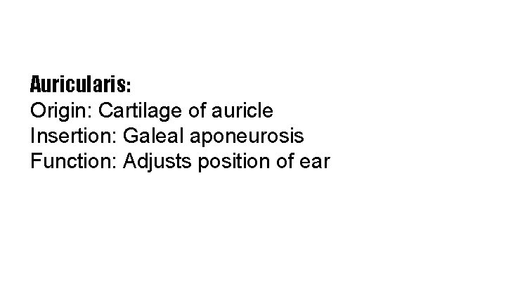 Auricularis: Origin: Cartilage of auricle Insertion: Galeal aponeurosis Function: Adjusts position of ear 