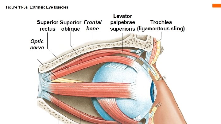 Masseter: Origin: Zygomatic arch Insertion: Angle of mandible Function: Elevates and protracts mandible to