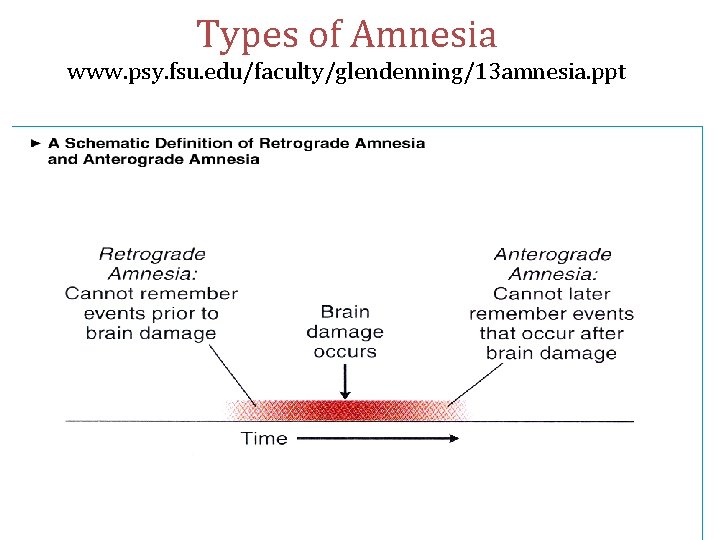 Types of Amnesia www. psy. fsu. edu/faculty/glendenning/13 amnesia. ppt 