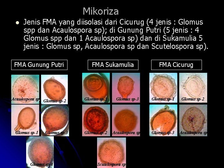 Mikoriza l Jenis FMA yang diisolasi dari Cicurug (4 jenis : Glomus spp dan