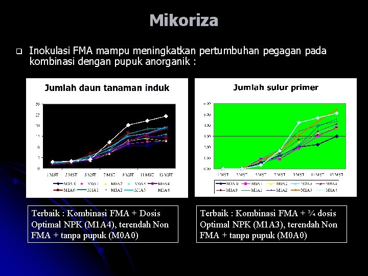 Mikoriza q Inokulasi FMA mampu meningkatkan pertumbuhan pegagan pada kombinasi dengan pupuk anorganik :