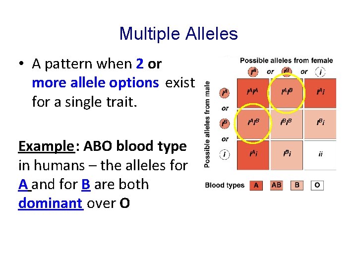 Multiple Alleles • A pattern when 2 or more allele options exist for a