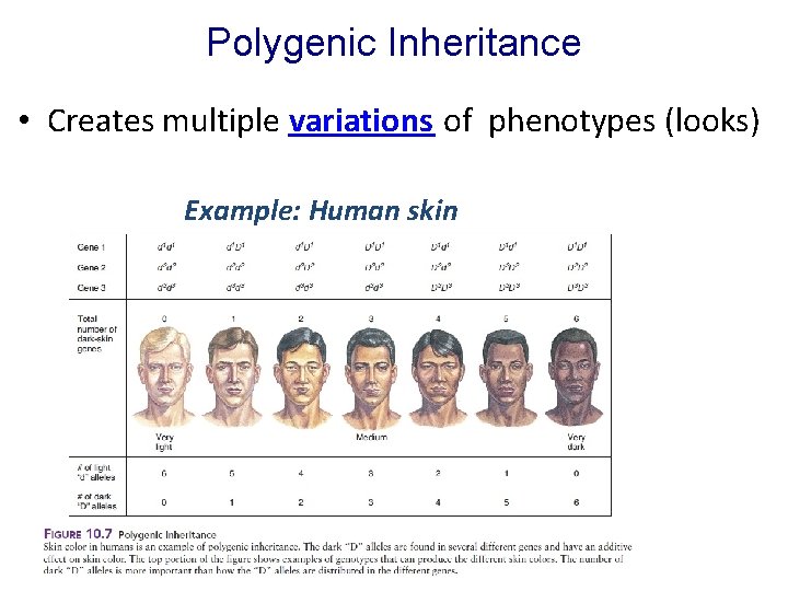 Polygenic Inheritance • Creates multiple variations of phenotypes (looks) Example: Human skin colors Figure