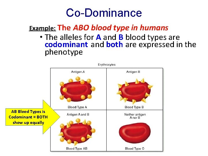 Co-Dominance Example: The ABO blood type in humans • The alleles for A and