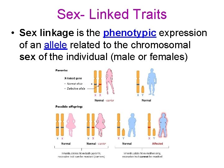 Sex- Linked Traits • Sex linkage is the phenotypic expression of an allele related