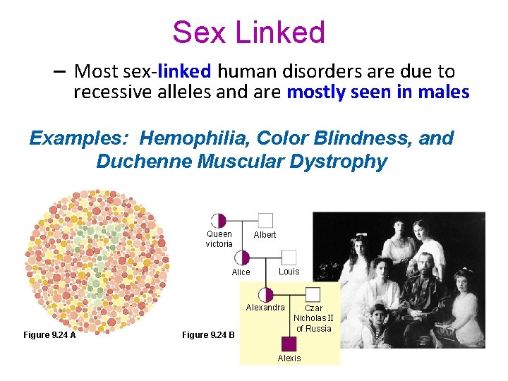Sex Linked – Most sex-linked human disorders are due to recessive alleles and are