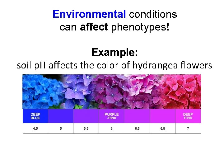 Environmental conditions can affect phenotypes! Example: soil p. H affects the color of hydrangea