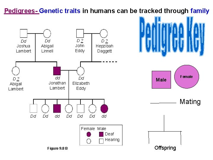 Pedigrees- Genetic traits in humans can be tracked through family Dd Joshua Lambert D?