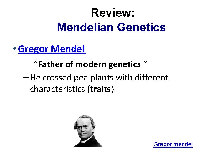 Review: Mendelian Genetics • Gregor Mendel “Father of modern genetics ” – He crossed