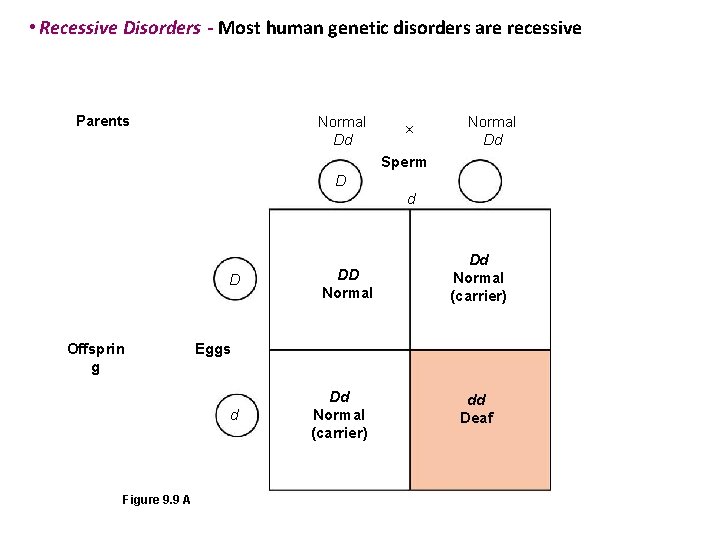  • Recessive Disorders - Most human genetic disorders are recessive Parents Normal Dd