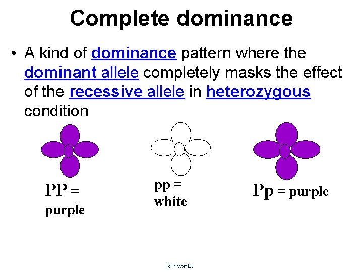 Complete dominance • A kind of dominance pattern where the dominant allele completely masks