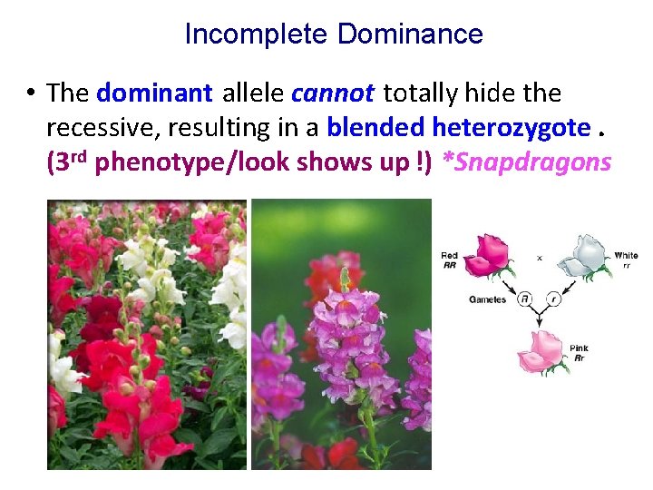 Incomplete Dominance • The dominant allele cannot totally hide the recessive, resulting in a