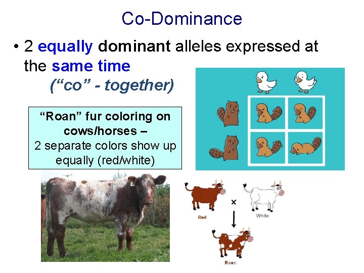 Co-Dominance • 2 equally dominant alleles expressed at the same time (“co” - together)