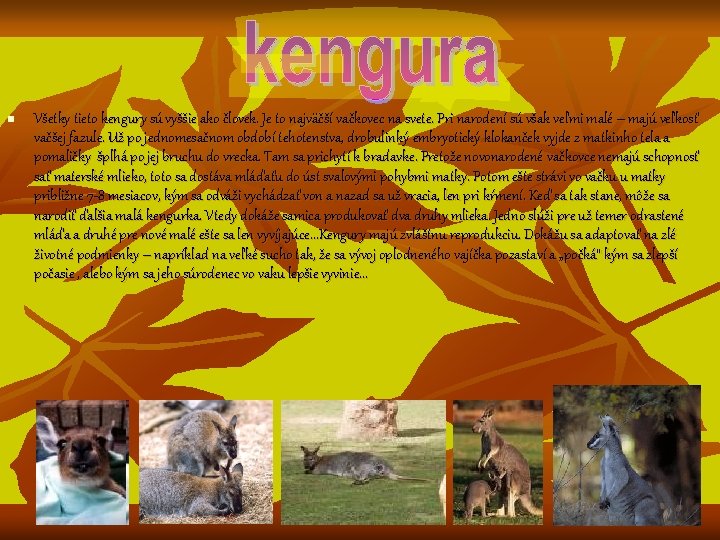 n Všetky tieto kengury sú vyššie ako človek. Je to najväčší vačkovec na svete.