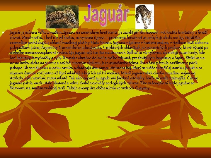 n Jaguár je jedinou veľkou mačkou žijúcou na americkom kontinente. Je zavalitejší ako leopard,