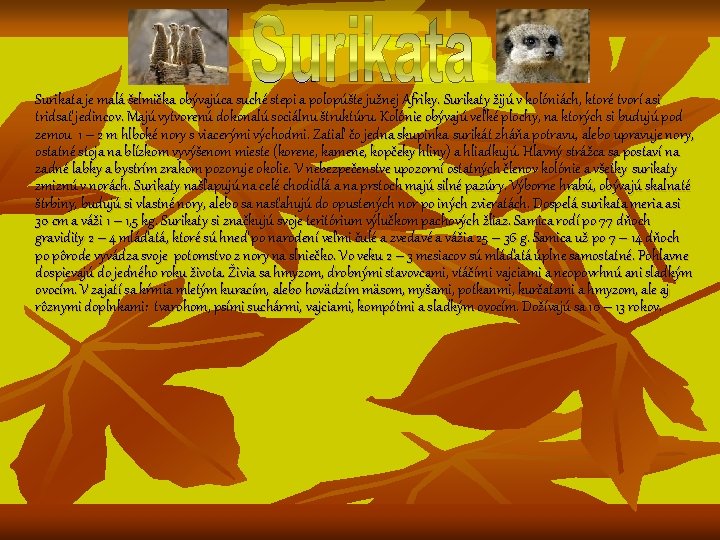 Surikata je malá šelmička obývajúca suché stepi a polopúšte južnej Afriky. Surikaty žijú v