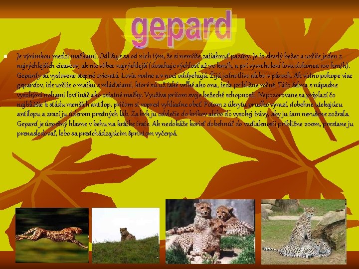 n Je výnimkou medzi mačkami. Odlišuje sa od nich tým, že si nemôže zatiahnuť