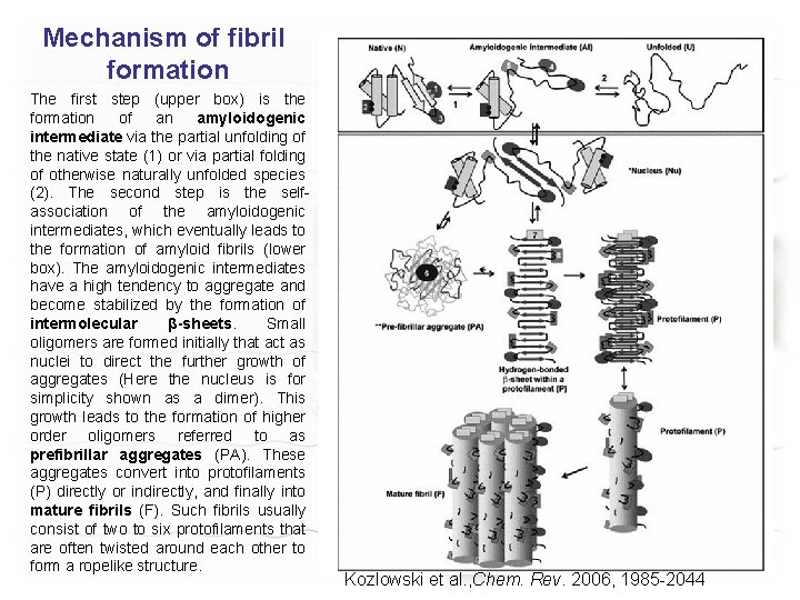 Mechanism of fibril formation The first step (upper box) is the formation of an
