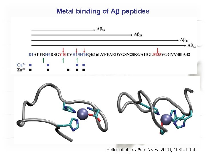 Metal binding of Ab peptides Faller et al. , Dalton Trans. 2009, 1080 -1094