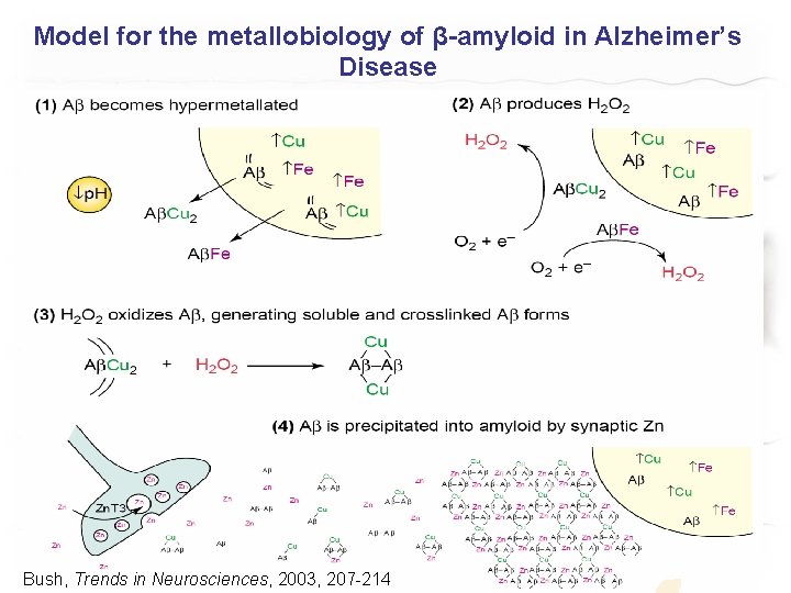 Model for the metallobiology of β-amyloid in Alzheimer’s Disease Bush, Trends in Neurosciences, 2003,