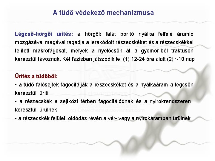 A tüdő védekező mechanizmusa Légcső-hörgői ürítés: a hörgők falát borító nyálka felfelé áramló mozgásával