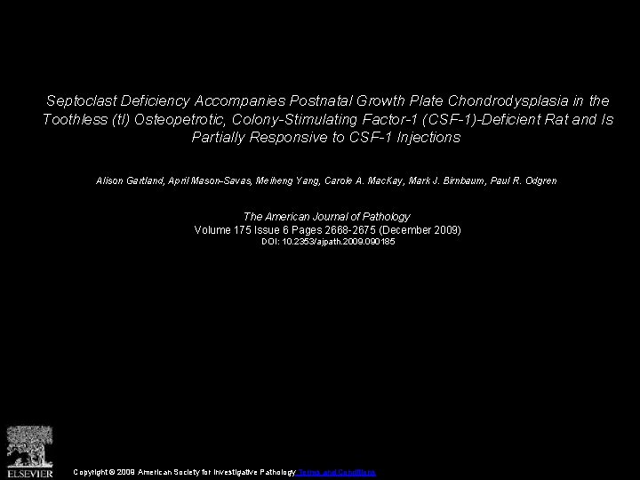 Septoclast Deficiency Accompanies Postnatal Growth Plate Chondrodysplasia in the Toothless (tl) Osteopetrotic, Colony-Stimulating Factor-1