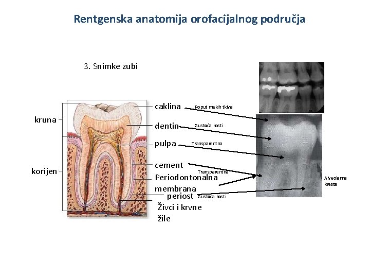 Rentgenska anatomija orofacijalnog područja 3. Snimke zubi kruna caklina Poput mekih tkiva dentin Gustoća