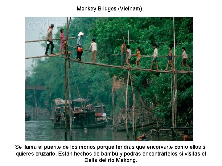 Monkey Bridges (Vietnam). Se llama el puente de los monos porque tendrás que encorvarte