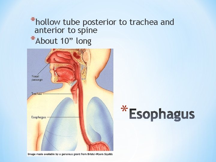 *hollow tube posterior to trachea and anterior to spine *About 10” long * 